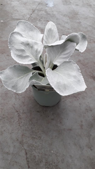 Senecio Angel Wings